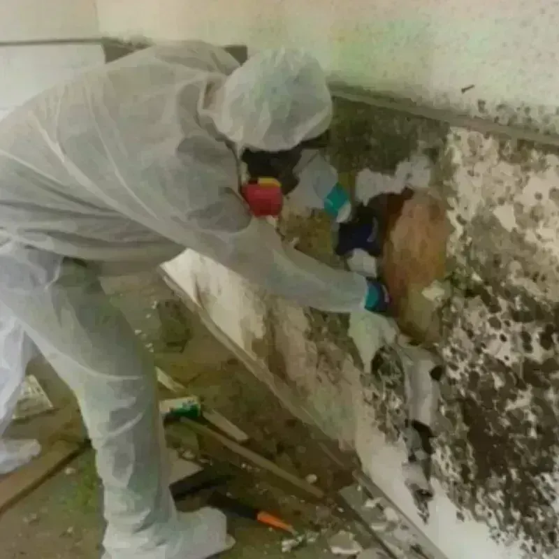 Mold Remediation and Removal in Crossville, TN